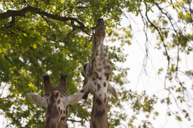 bir zürafa bir Safari closeup