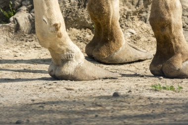 bir zürafa bir Safari closeup