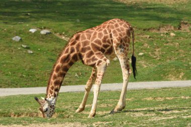 bir zürafa bir Safari closeup