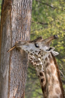 bir zürafa bir Safari closeup