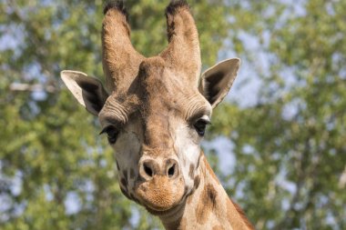bir zürafa bir Safari closeup