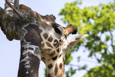 bir zürafa bir Safari closeup