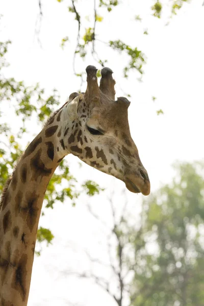 Vértes Egy Safari Zsiráf — Stock Fotó