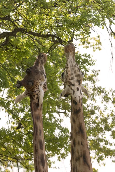 Closeup Giraffe Safari — Stock Photo, Image