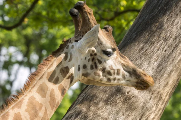 Primer Plano Una Jirafa Safari — Foto de Stock