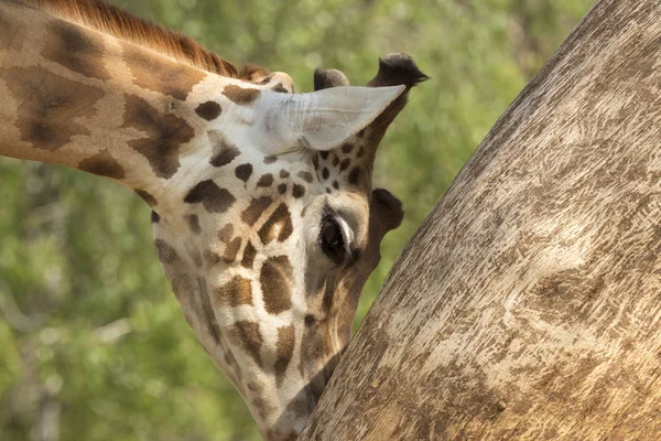 在野生动物园的长颈鹿特写 — 图库照片