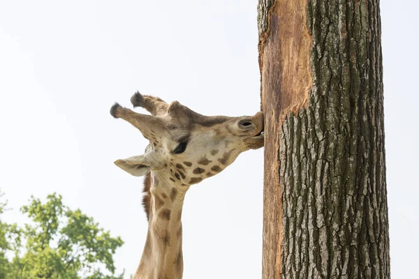 Bir Zürafa Bir Safari Closeup — Stok fotoğraf