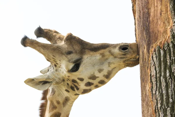 Bir Zürafa Bir Safari Closeup — Stok fotoğraf
