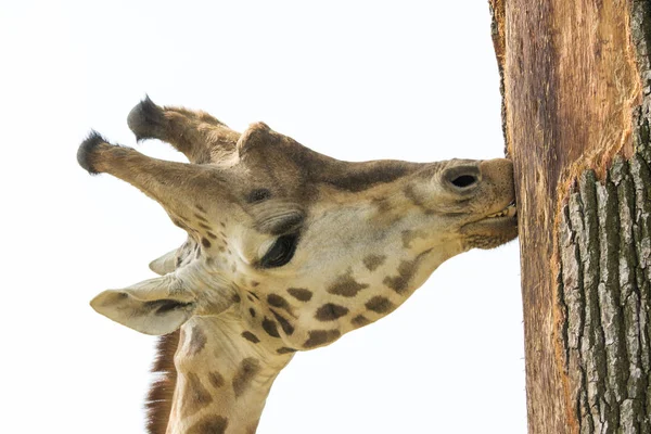 Close Uma Girafa Safari — Fotografia de Stock