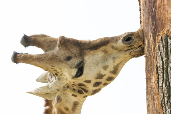 Крупним Планом Жирафа Сафарі — стокове фото