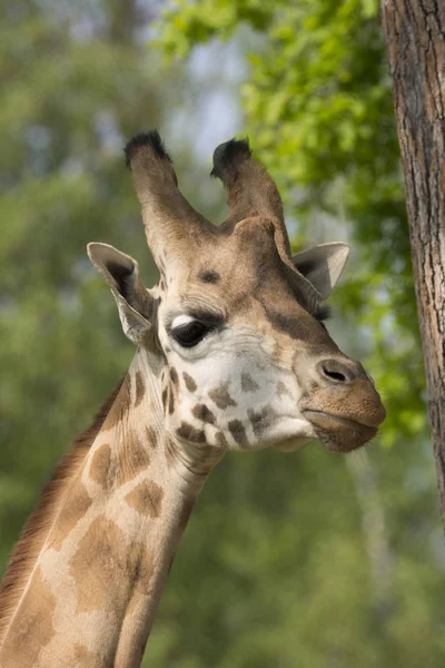 Gros Plan Une Girafe Dans Safari — Photo