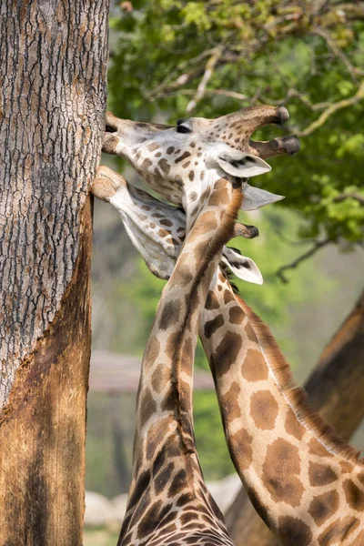 Closeup Giraffe Safari — Stock Photo, Image