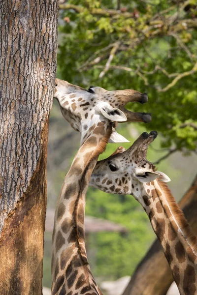 Vértes Egy Safari Zsiráf — Stock Fotó