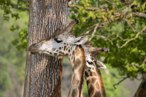 Close Uma Girafa Safari — Fotografia de Stock