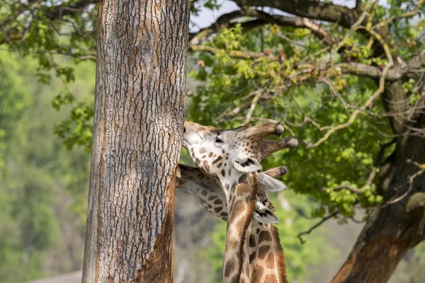 Closeup Giraffe Safari — Stock Photo, Image