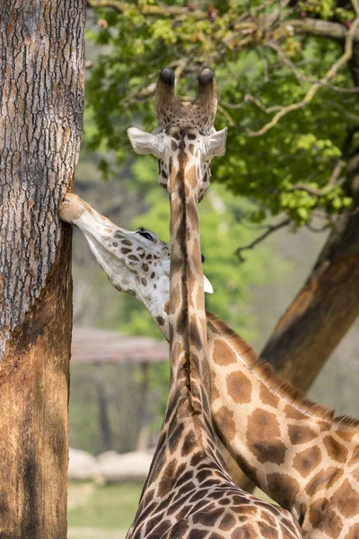 Close Uma Girafa Safari — Fotografia de Stock