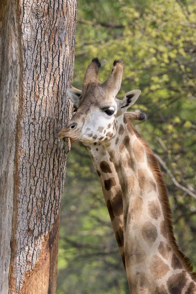 Vértes Egy Safari Zsiráf — Stock Fotó
