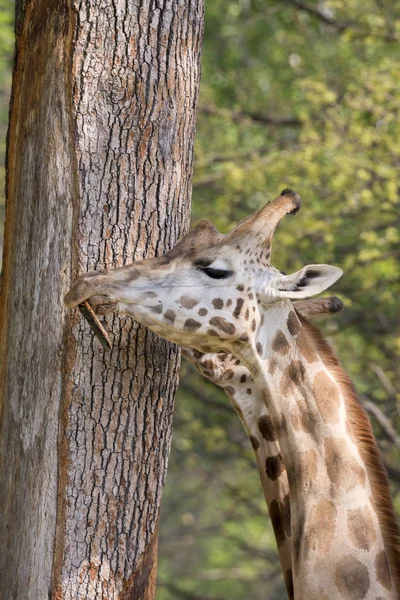 Närbild Giraff Ett Safari — Stockfoto