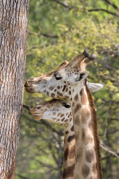 Closeup Giraffe Safari — Stock Photo, Image