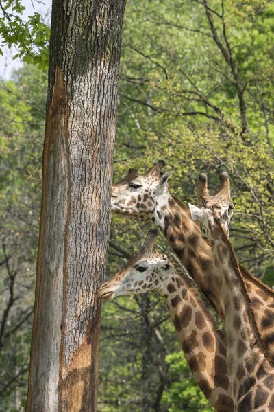 Close Van Een Giraf Een Safari — Stockfoto