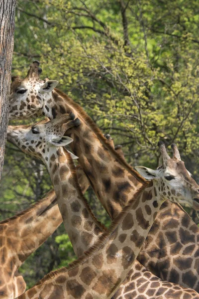 Vértes Egy Safari Zsiráf — Stock Fotó
