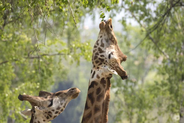 Closeup Giraffe Safari — Stock Photo, Image