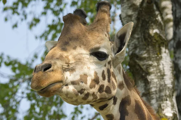 Bir Zürafa Bir Safari Closeup — Stok fotoğraf