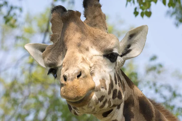 Gros Plan Une Girafe Dans Safari — Photo