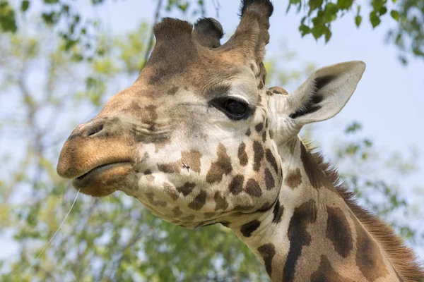 Primer Plano Una Jirafa Safari — Foto de Stock