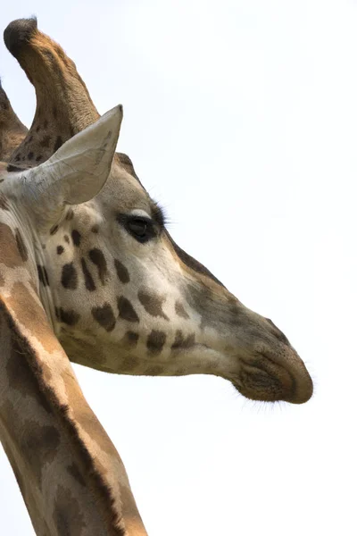 Nahaufnahme Einer Giraffe Einer Safari — Stockfoto