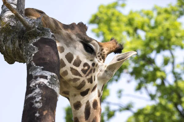 Primer Plano Una Jirafa Safari — Foto de Stock