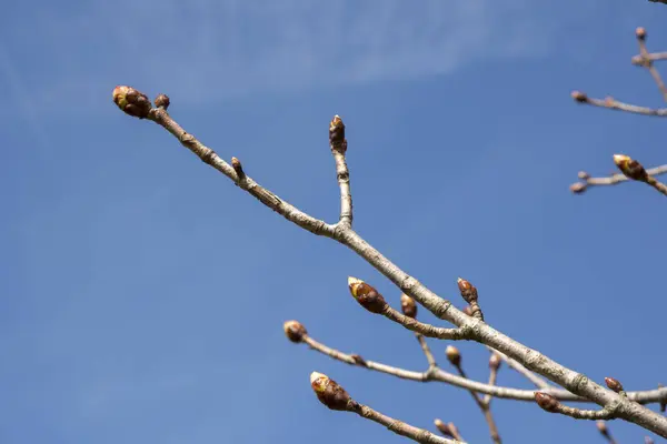 Branches Buds Spring Season — Stock Photo, Image