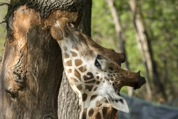 Vértes Egy Safari Zsiráf — Stock Fotó