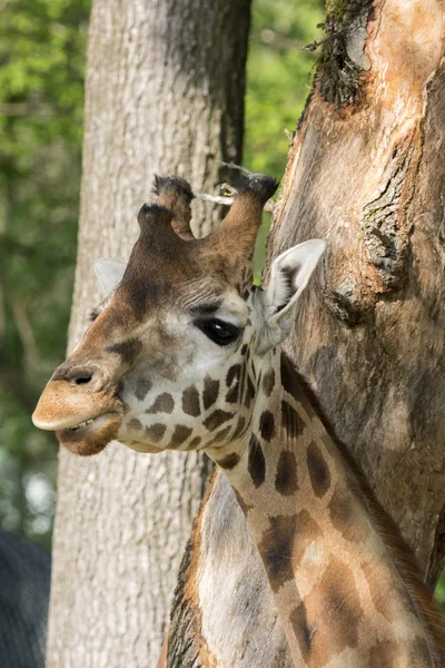 Vértes Egy Safari Zsiráf — Stock Fotó