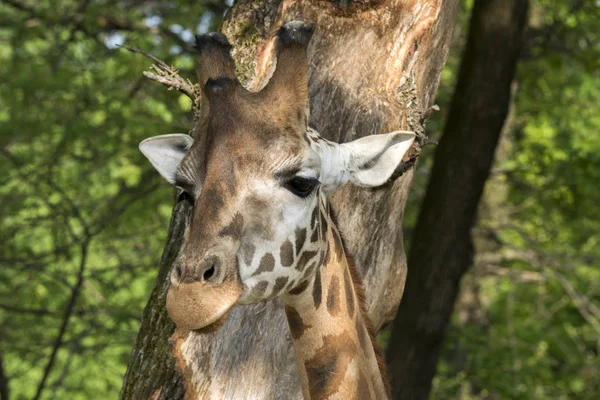 Vértes Egy Safari Zsiráf — Stock Fotó