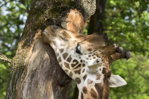 Close Uma Girafa Safari — Fotografia de Stock