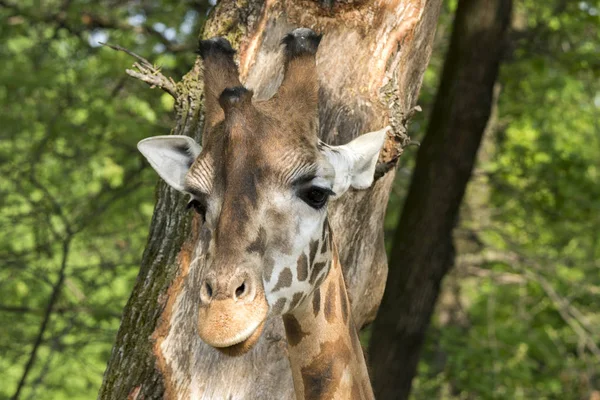 Bir Zürafa Bir Safari Closeup — Stok fotoğraf