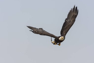 Uçan beyaz başlı deniz kartalı