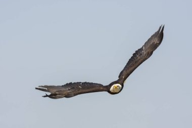 Uçan beyaz başlı deniz kartalı