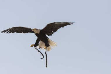 Uçan beyaz başlı deniz kartalı