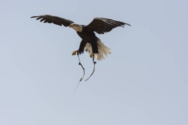 Uçan beyaz başlı deniz kartalı