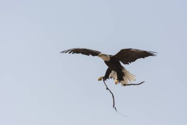 Uçan beyaz başlı deniz kartalı