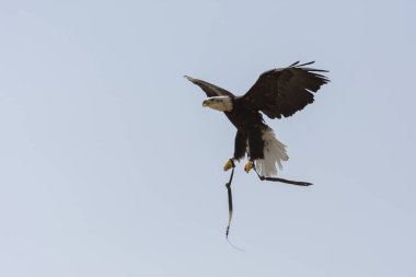 Uçan beyaz başlı deniz kartalı