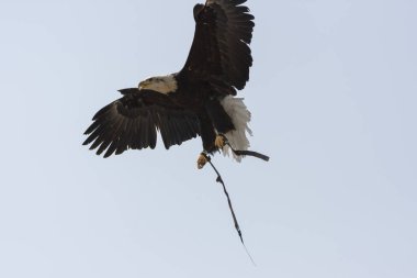 Uçan beyaz başlı deniz kartalı