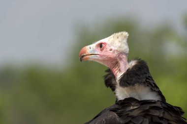 Uçuş gösterisi sırasında akbaba