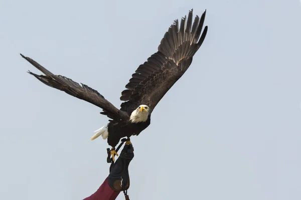 Seeadler Flug — Stockfoto