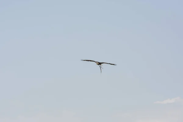 Белоголовый Морской Орёл Полёте — стоковое фото