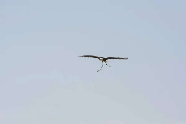 Белоголовый Морской Орёл Полёте — стоковое фото