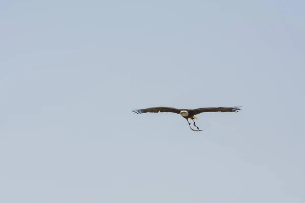 White Headed Sea Eagle Flight — Stock Photo, Image