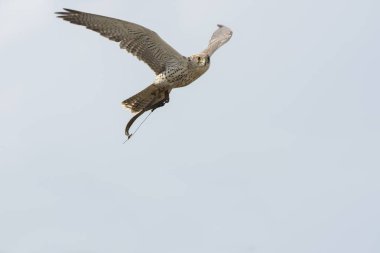 Peregrine falcon gösterisi sırasında